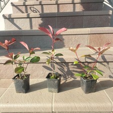 40 Piante di Photinia red robin 15/25 Cm