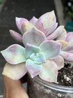 Echeveria Succulent Pink/Green/Purple Rosette Potted Plant #579 — photo 1