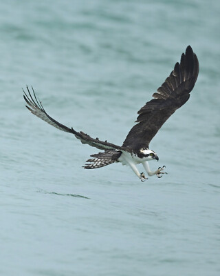 photograph of an osprey diving for fish