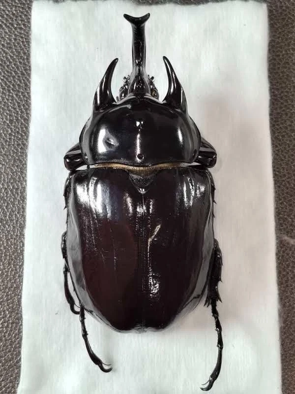 Beetle Collectibles for sale | eBay