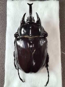 Megasoma | eBay