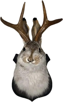 #ad Jackalope Mount Jackalope Taxidermy Animal Head Wall Decor Deer Head Wall Mou $33.99