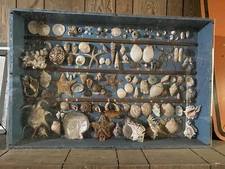 Unique Antique Sea Shell Collecting 