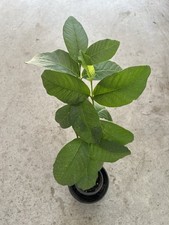 Guava Tree 15” Tropical Guava Fruit Live Plant With Fedex 2 Days