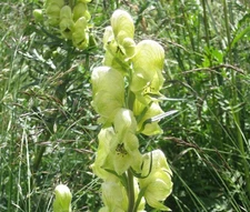 MONKSHOOD YELLOW Aconitum Anthora - 20 Seeds