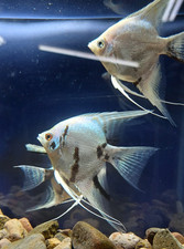 2 large Platinum panda angelfish live fish