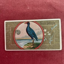 ALLEN & GINTER N13 GAME BIRDS cigarette card 1889 - PURPLE GALLINULE