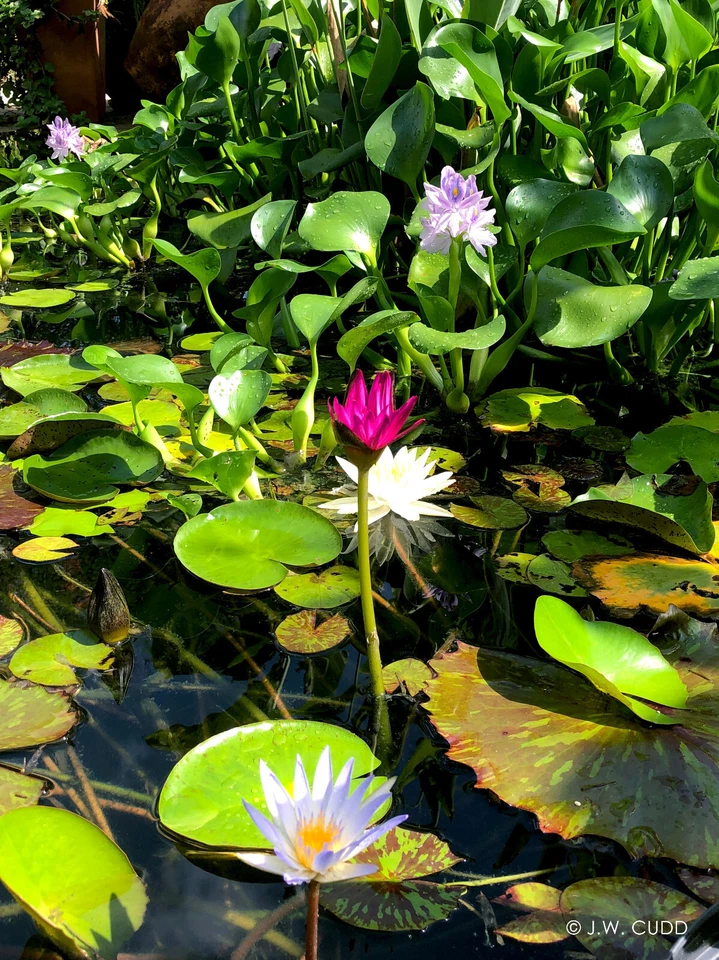 Rizoma de tubérculo de lirio de agua tropical magenta y rosa 'Reina de Siam' (planta viva) Foto 3 de 4