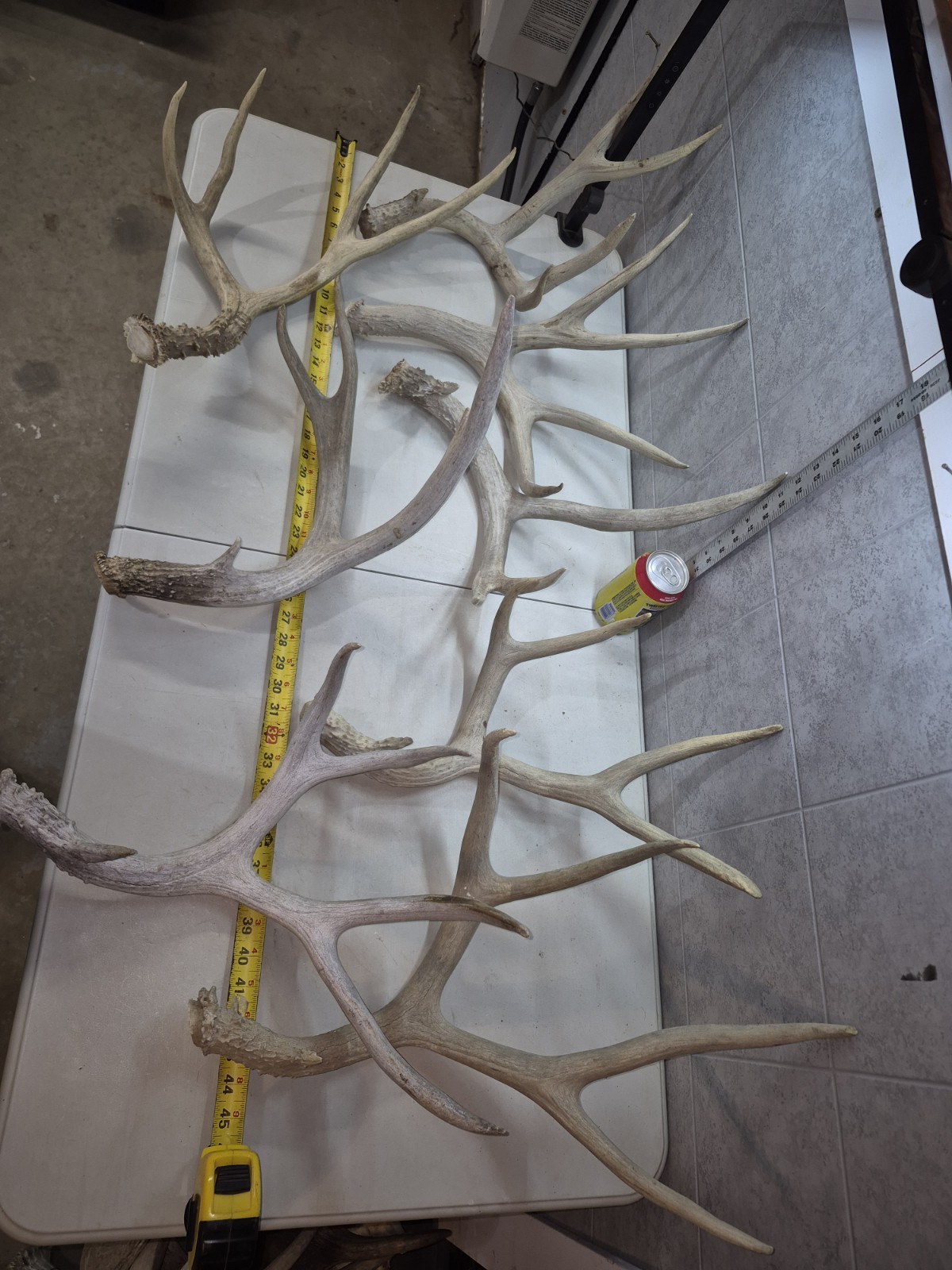 11.5 lbs! Bulk Lot BIG MULE DEER!  Antler Shed Cuts Horn Rack Decor Weathered 