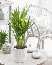 Areca Palm Dypsis Lutescens Tropical Indoor Ornamental House Plant in 13cm Pot