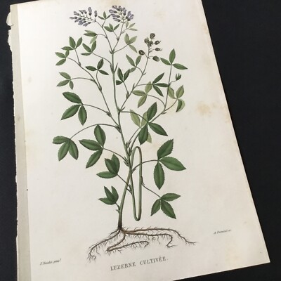 Gravur 19. Jh. Botanische Luzerne Kultiviert Naudin Radierung 19. Jh.