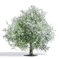 Busch 3651 Apfelbaum 75 Mm, BlüHend H0