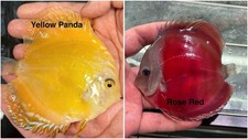 Pack of 2 Live Discus Fish 3.75  To 4  - Live Fish Aquarium 1 Day Shipping