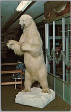 Postal vintage de los años 60 WASECA Minnesota HERTER'S / Taxidermia del oso polar / sin usar