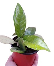 pianta vera di Hoya carnosa fiori di cera succulenta pendente