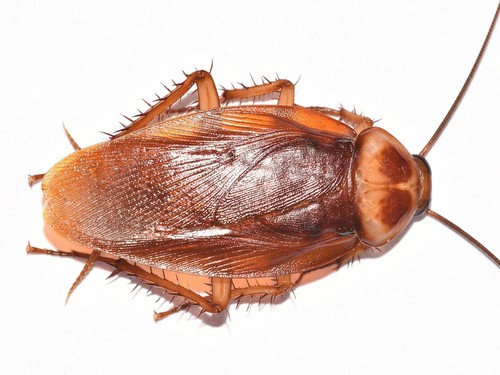 Cockroach Gel 30g Bait Gel Kill Roaches Pest control - Picture 5 of 12