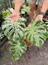 Real Pict Monstera Deliciosa Vietciosa Variegated Rare Plant