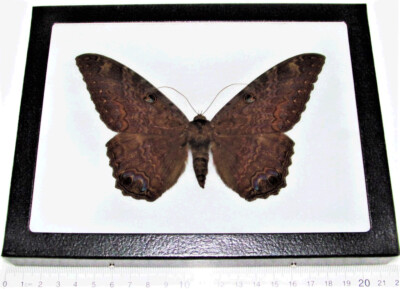 Ascalapha odorata REAL FRAMED BLACK WITCH MOTH TEXAS USA