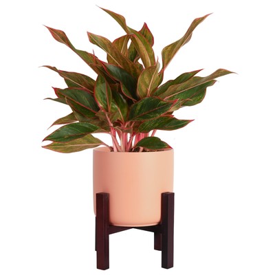 Red Chinese Evergreen Live Indoor Plant, Easy Care Houseplant in Modern Decor...