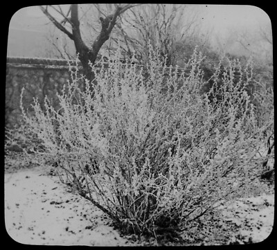 ZAUBERHAFTE LATERNENFOLIE RAUFROST AUF STACHELBEERSTRAUCH UM 1890 FOTO WINTER SCHNEE STUDIE