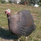 12 FERTILE GUINEA HATCHING EGGS FREE RANGED ORGANICALLY GROWN — photo 4