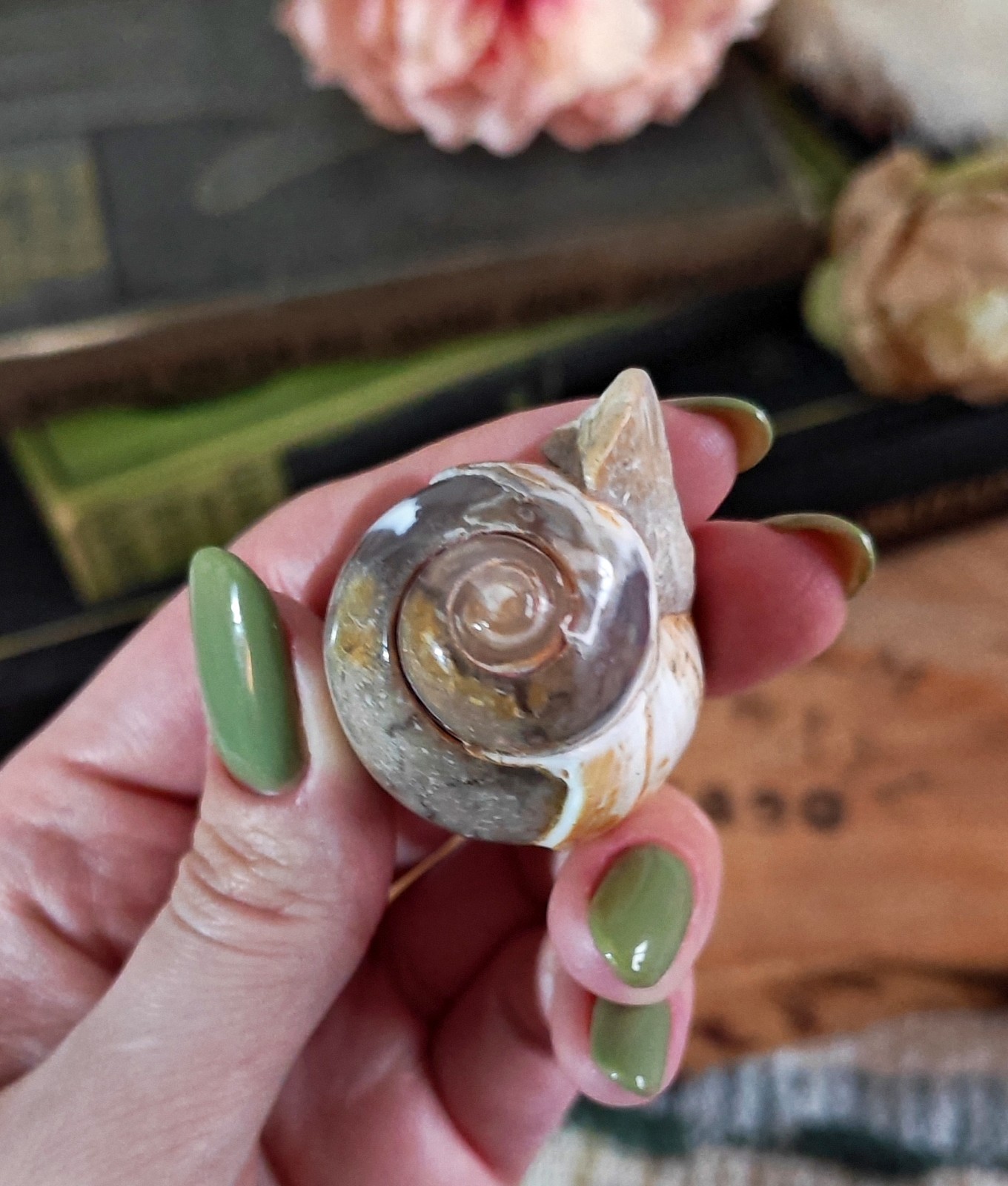 Large Agate Gastrod Fossil Shell Spiralite Crystal Agatised Specimen Rare