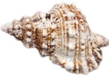 Giant Frog Seashells Brown Tan Orange Bursa Bubo (1 shell approx. 6+ inches)