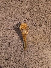 Vintage Faux Pearl Hair Pin With Gold Casing, 2"