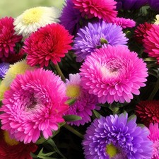 600x Powder Puff China Aster Callistephus Chinensis Seeds - Stunning Annual