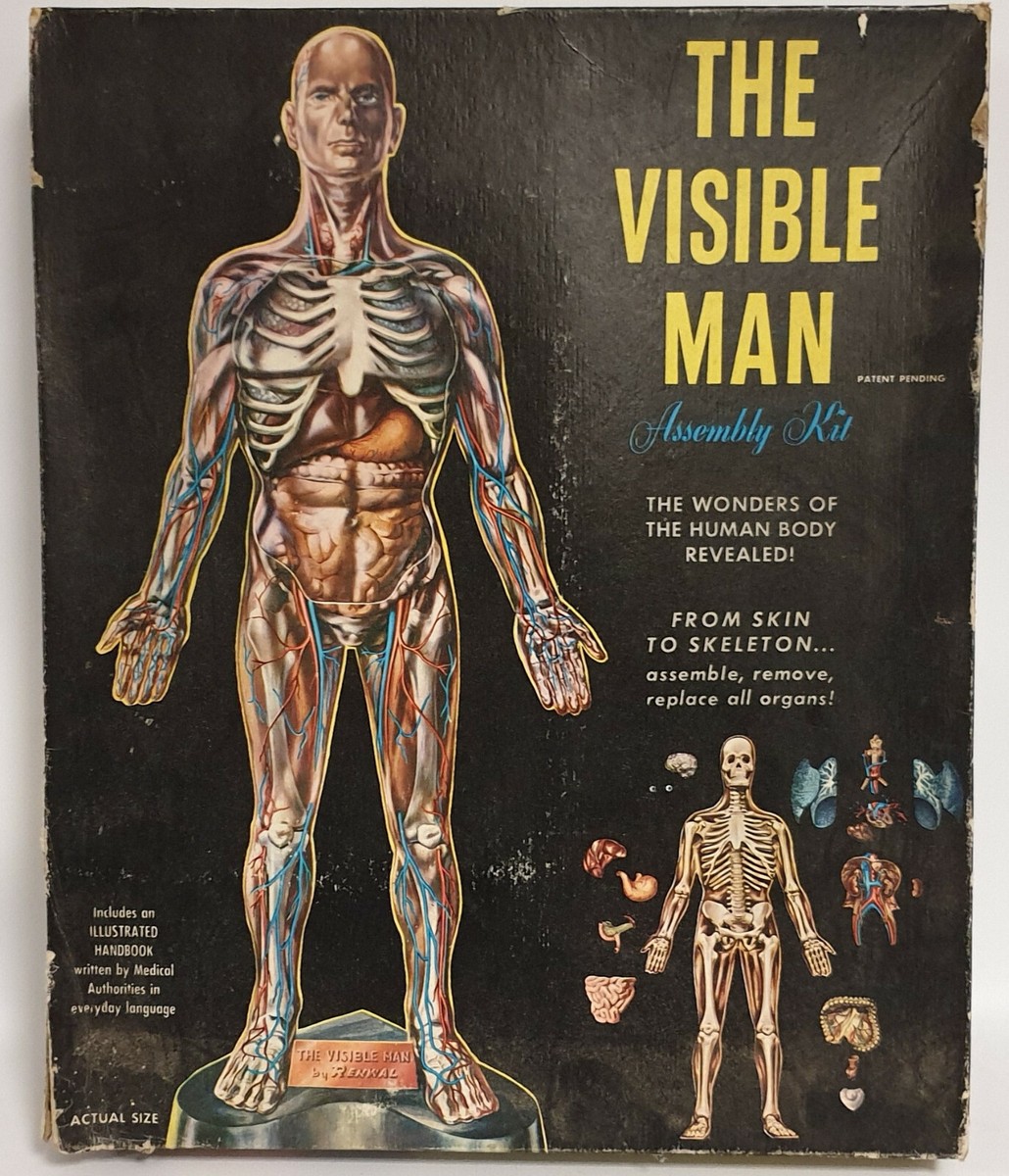 MAN : THE VISIBLE MAN MODEL KIT MADE BY RENWAL - VERY RARE | eBay UK
