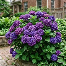 50 Purple Hydrangea Seeds for Planting - Variety for Home Gardening