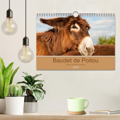 Baudet de Poitou - Seltene französische Langohren (Wandkalender 2025 DIN A4 quer - Bild 3 von 9