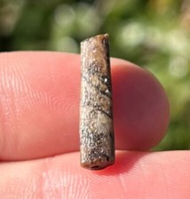 Pterosaur Tooth Fossil Niger Cretaceous Elrhaz Formation Flying Dinosaur Tooth