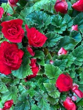 Ten Red Trailing Hardy Begonia (Corms to Plant Yourself) Free UK Postage