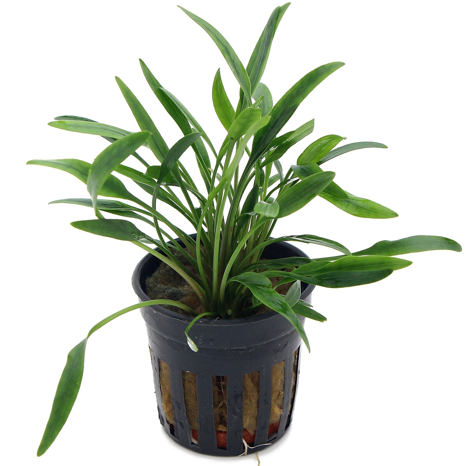 Cryptocoryne nevellii Live Aquarium Plants Tropical Aquascaping K2AQUA