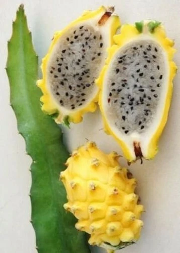 Hylocereus megalanthus | Yellow Dragon Fruit |Pitaya|Pitahaya Amarilla| 20_Seeds