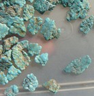 Darling Darlene Spiderweb Turquoise Un Drilled Nuggets Beads NEV 389 KTS  — photo 10