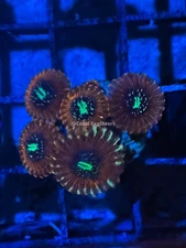 CE- WYSIWYG Magicians zoa Zoa Zoanthid Frag Live Coral LPS SPS #R1GC10