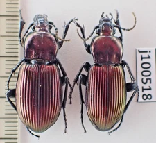 j100518. Insects, Beetles, Carabidae sp. Vietnam, Ha Giang