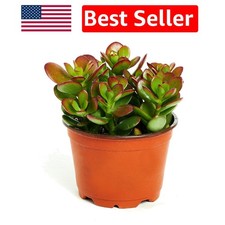 Healthy Jade Plant Crassula Ovata in 4  Pot   Low-Maintenance Indoor Gem