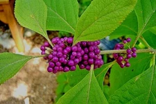 LIVE PLANTS PURPLE AMERICAN BEAUTY BERRY 1-2 FT. BUSH CALLICARPA FRENCH MULBERRY