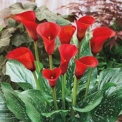 🌺🌺 Red Calla Lily Flowers Zantedeschia Aethiopica Plant Bonsai Seed FS07-10 - Picture 2 of 4