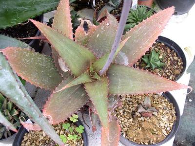 a aloe vera gel Aloe Vera After Sun Gel 6oz. | Surface Sunscreen