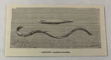 1885 book engraving ~ LANCELET Amphioxus lanceolatus