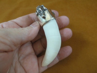 (G963-16-12) Extra LARGE 3-3/8'' GATOR Alligator Tooth SILVER CAP gators Pendant