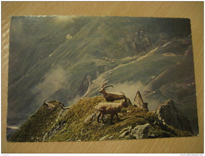 DAVOS Steinbocke Am Strela Goat Goats Sheep 1965 To Berlin West Germany DDR Post