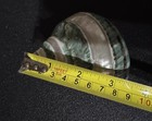 Large Green Jade Turbo Shell — photo 3