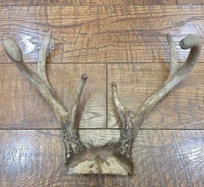 Whitetail deer antlers 6 pt. buck horns taxidermy crafts 3 x 3 Unique Shape
