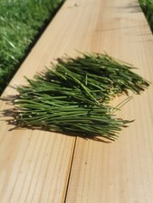 Pine needles, Fresh Organic, Eco Friendly, Nordic