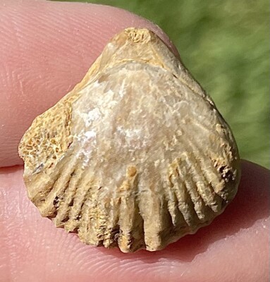 Switzerland Fossil Brachiopod Septaliphoria pinguia Jurassic Age
